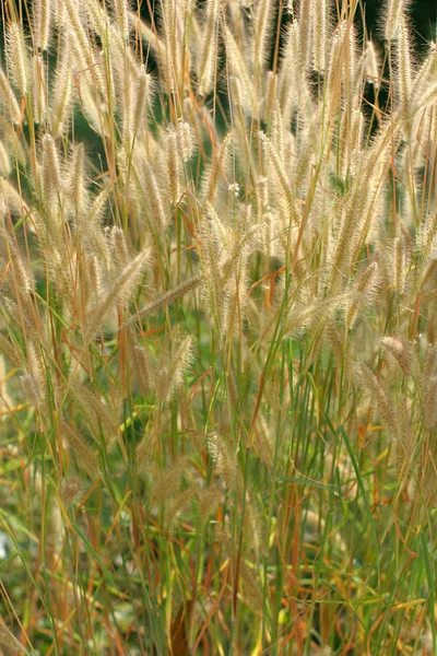 Grass ears — Stock Photo, Image