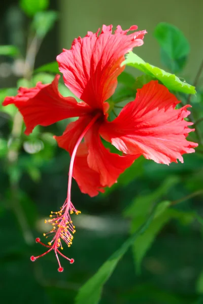 Flower hibiscus — Stock Photo, Image
