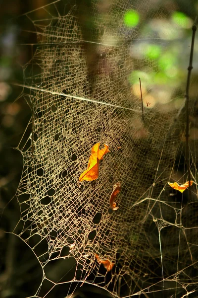 Dusty spider web — Stock Photo, Image