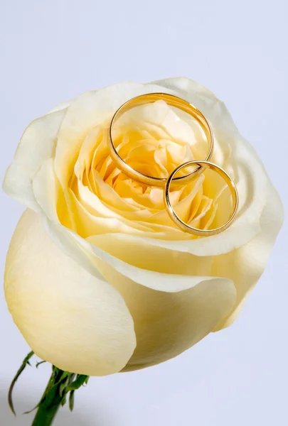 玫瑰上的结婚戒指 — 图库照片