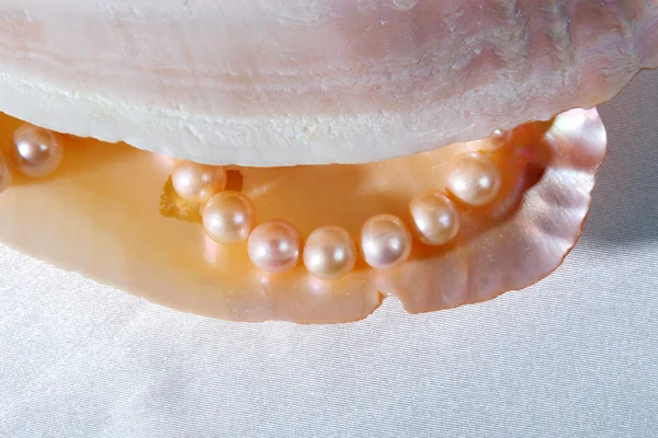 Stock image Cockleshell with pearls