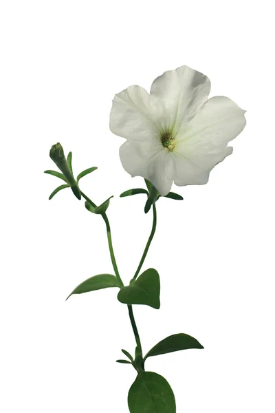 Vit petunia blomma — Stockfoto