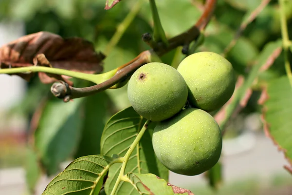 Green walnut — Stock Photo, Image