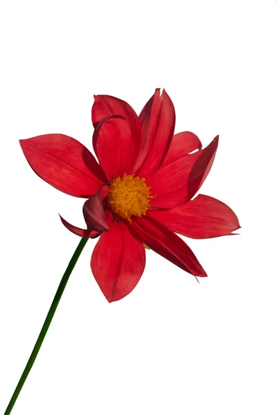 Kırmızı yıldız çiçeği — Stok fotoğraf
