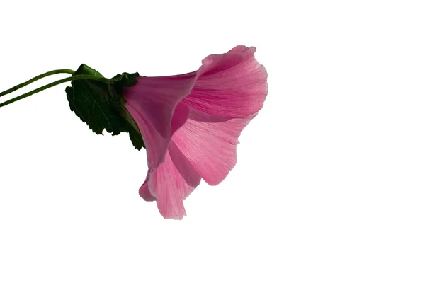 Växtstubbar rosa blomma — Stockfoto