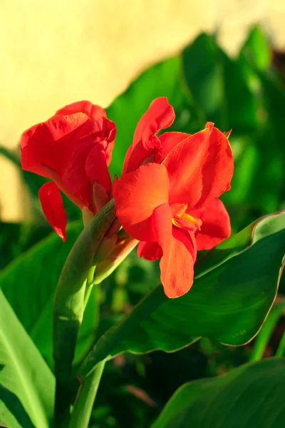 Red gladiolus — Stock Photo, Image