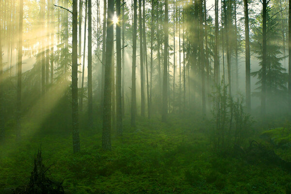 Sun rays crossing a misty forest photographed in an early summer morning.
