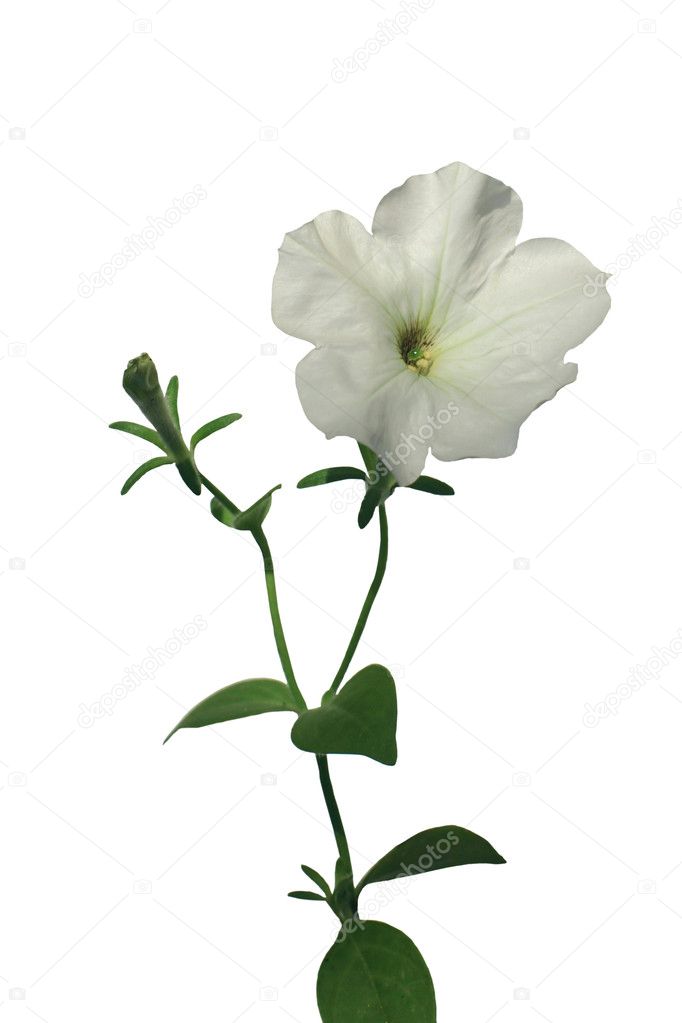 White petunia flower