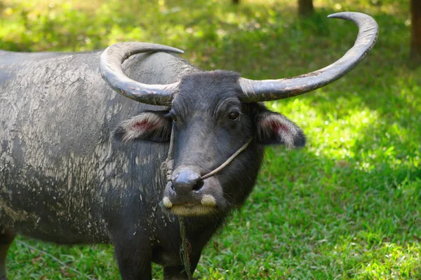 stock image Tropical buffalo