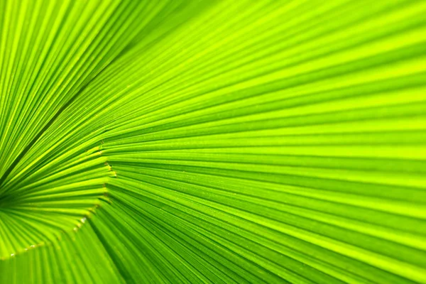Liść palmy. z bliska — Zdjęcie stockowe