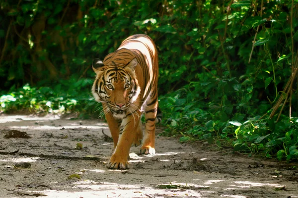 Bengaler Tiger — Stockfoto