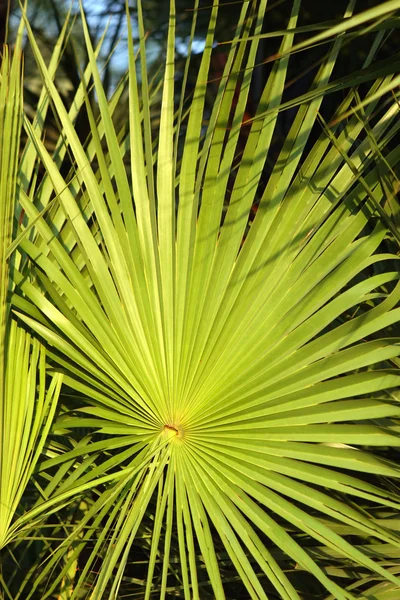 Palm leaf — стокове фото