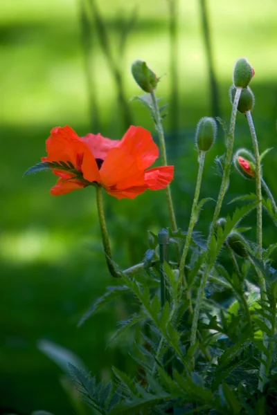 Red poppy with buds on green background — Stock Photo, Image