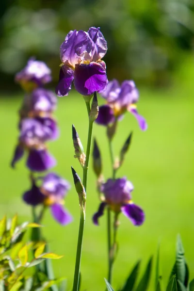 Egy lila iris — Stock Fotó