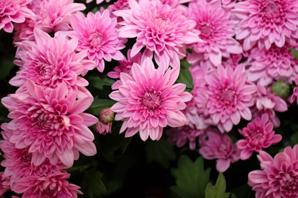 stock image Pink chrysanthemum flower