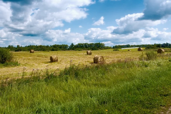 Hay bales in field. — Stock Photo, Image