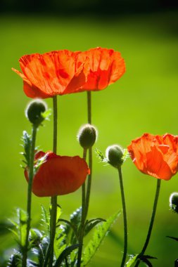 Red poppies clipart