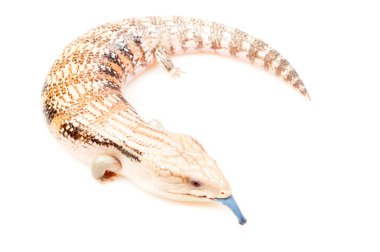 Blue-tongued skink clipart