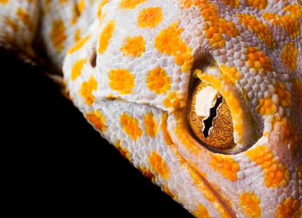 El Tokay Gecko — Foto de Stock