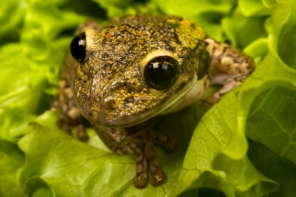 Бразильський tiee жаба — стокове фото