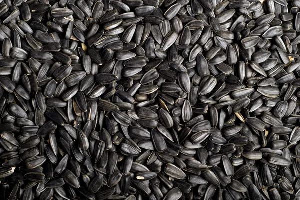 stock image Black sunflower seeds