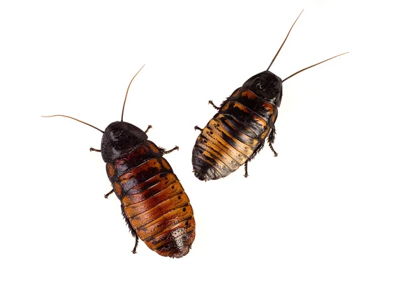 Kroatiske kakerlakker - Stock-foto