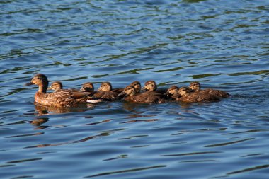 Mallard Duck Family clipart