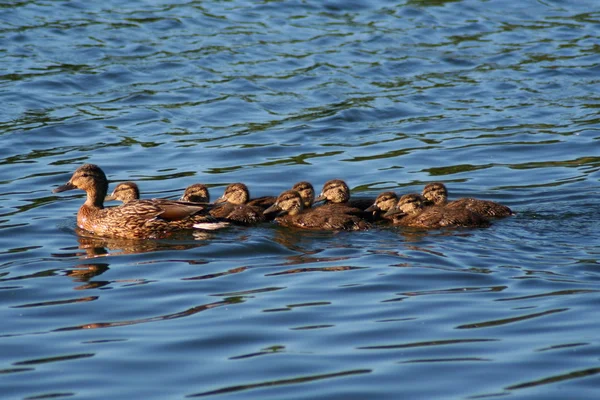 Mallard duck familie — Stockfoto