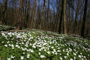ahşap anemon - orman çiçekleri