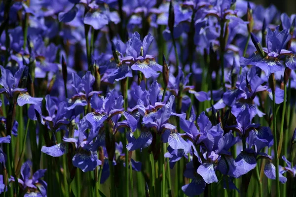 Mavi iris Sibirya (iris sibirica) — Stok fotoğraf