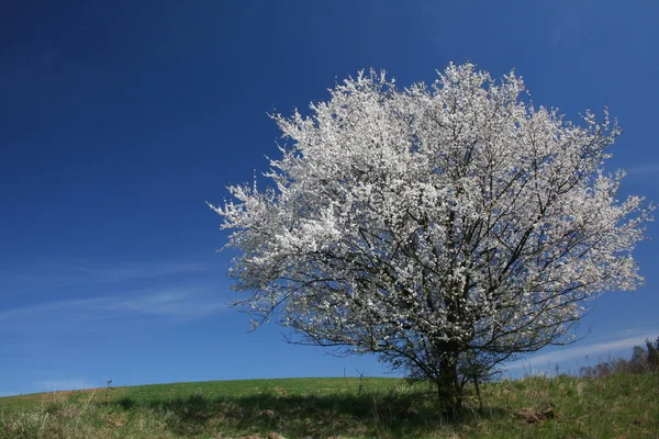 Eenzame boom vol met bloemen — Stockfoto