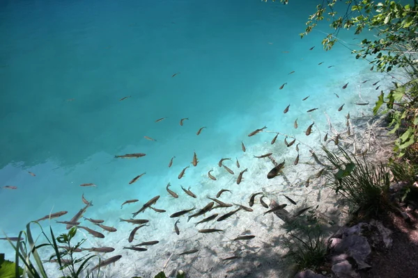 stock image Plenty of fishes in clear water