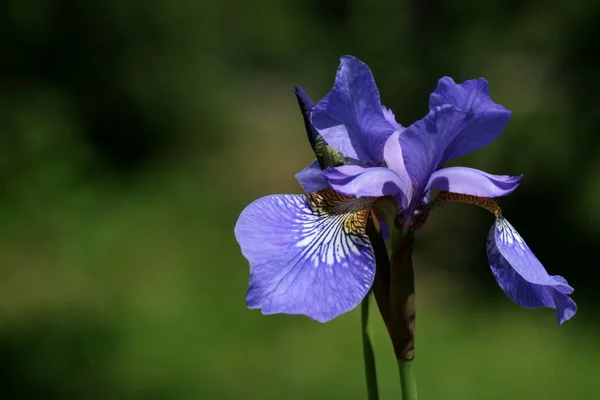 Синий ирис сибирский (iris sibirica ) — стоковое фото