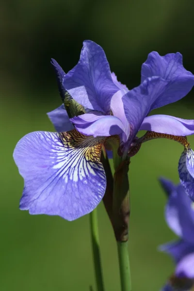 Blue Iris Siberian (iris sibirica) — Stock Photo, Image