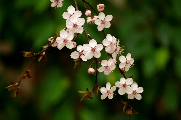 Cereja em flor — Fotografia de Stock