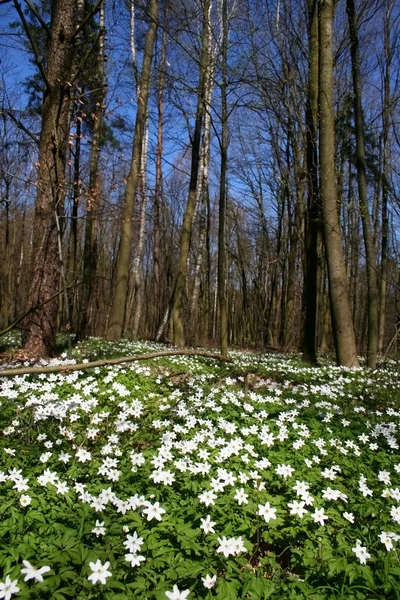 Anémonas de madera - flores en el bosque — Foto de Stock