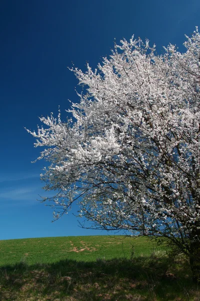 Одинокое дерево, полное цветов — стоковое фото