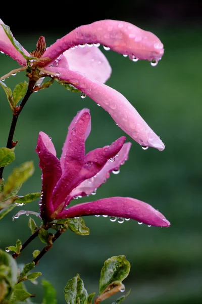 Flowering magnolia in the rain drops — Stock Photo, Image