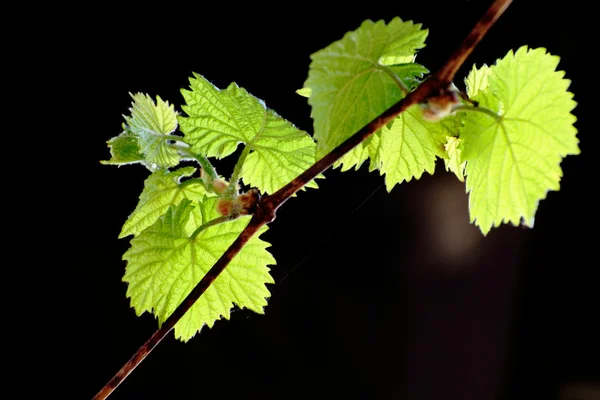 Gałązki winorośli wiosna — Zdjęcie stockowe