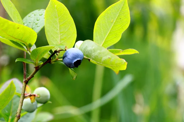 Blueberries on bush — Stock Photo, Image