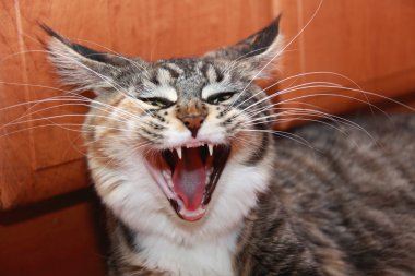 Yawning cat clipart