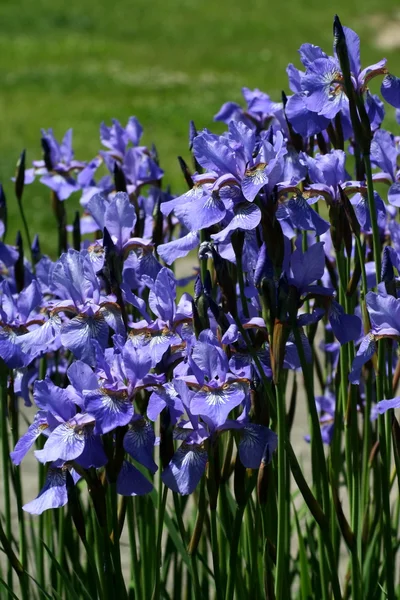 Kék írisz Siberian (iris sibirica) — Stock Fotó