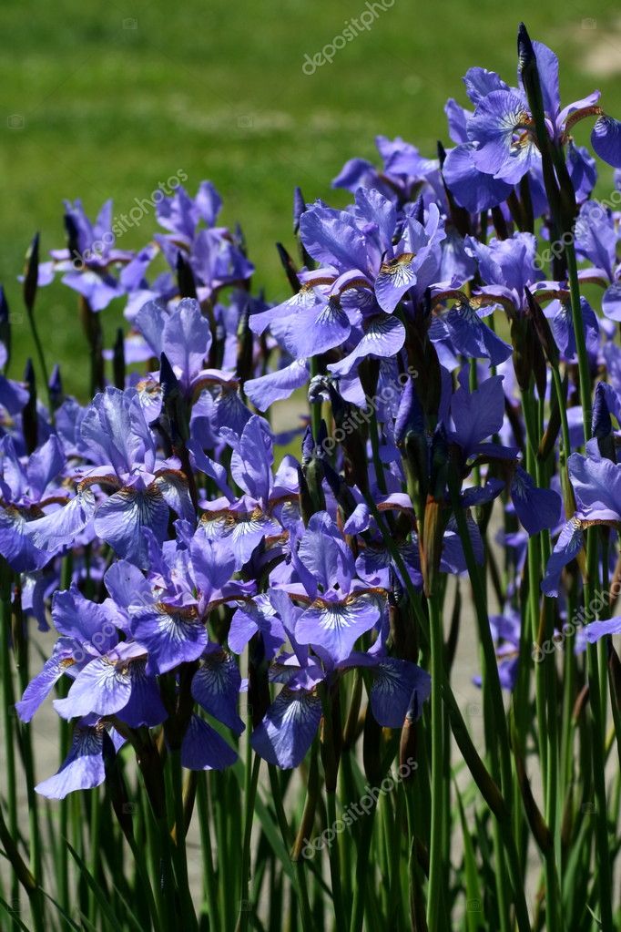 blue iris download full