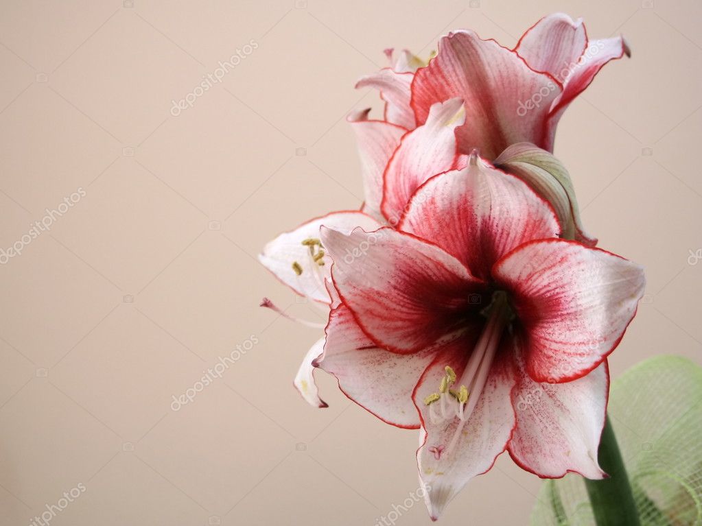 Fotos de Verde, Azucenas, Flor., Blanco, Hoja - Imagen de © adamant #2247040