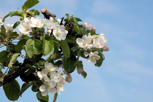 Blühender Apfel — Stockfoto