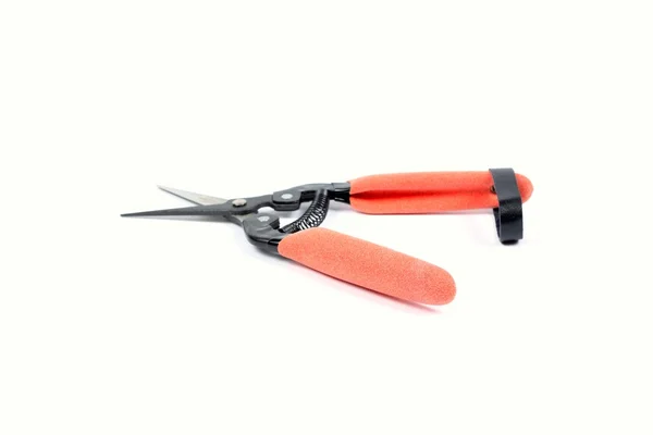 Pruning scissors to primordia — Stock Photo, Image