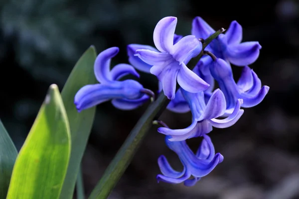 Blue Hyacinth — Stock Photo, Image