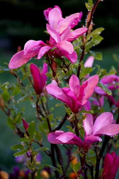 Blommande magnolia i regndroppar — Stockfoto