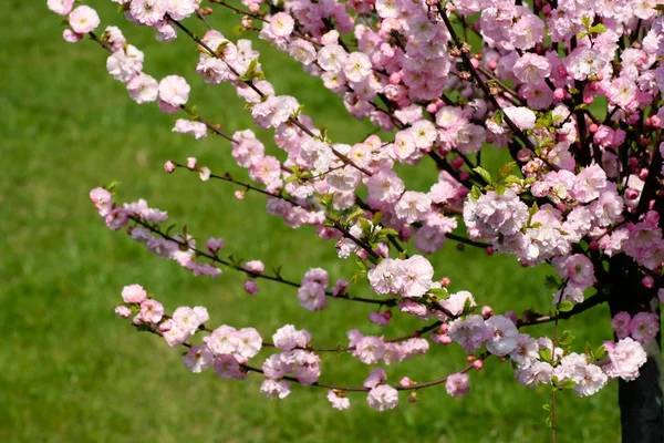 Prunus triloba - kwitnienia migdałowca — Zdjęcie stockowe