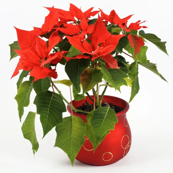 Red Poinsettia — Stock Photo, Image
